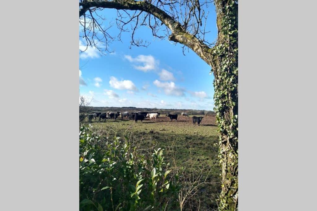 Milking Shed Cottage Narberth Eksteriør bilde